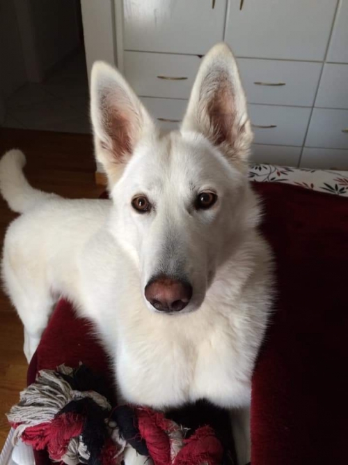 Χαθηκε λευκο λυκοσκυλο Ψαχνα Έυβοιας