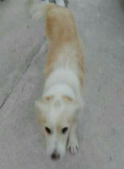 &Chi;ά&theta;&eta;&kappa;&epsilon; &alpha;&rho;&sigma;&epsilon;&nu;&iota;&kappa;ό&sigmaf; &sigma;&kappa;ύ&lambda;&omicron;&sigmaf;, &Mu;&epsilon;&nu;ί&delta;&iota;