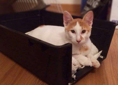 &Chi;ά&theta;&eta;&kappa;&epsilon; &lambda;&epsilon;&upsilon;&kappa;ό&sigmaf; &gamma;ά&tau;&omicron;&sigmaf;, Ά&nu;&omega; &Gamma;&lambda;&upsilon;&phi;ά&delta;&alpha;