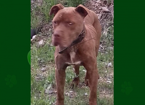 Εντοπίστηκε τυφλός σκύλος κοντά στο Αμύνταιο