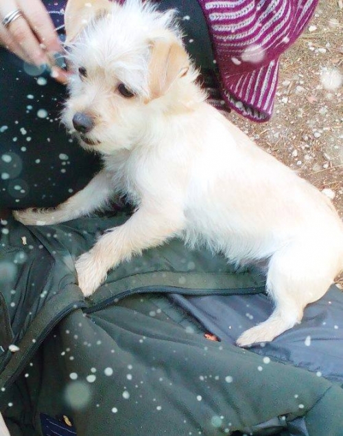 Χάθηκε άσπρο σκυλάκι, Λαύριο