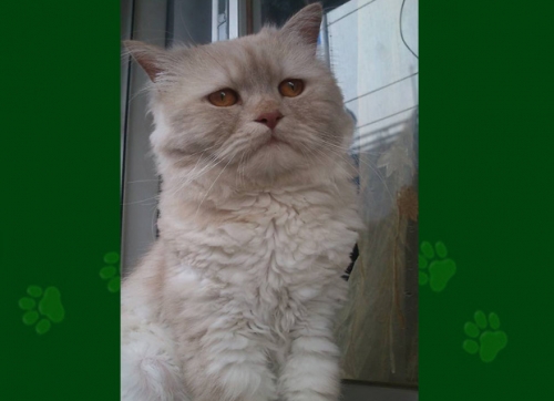 &Chi;ά&theta;&eta;&kappa;&epsilon; &gamma;ά&tau;&omicron;&sigmaf; &sigma;&tau;&omicron; &Pi;&alpha;&gamma;&kappa;&rho;ά&tau;&iota;