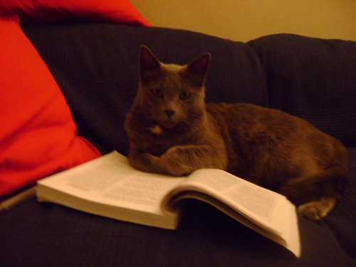 ΧΑΘΗΚΕ ΓΚΡΙΖΟΣ ΓΑΤΟΣ , ΧΟΛΑΡΓΟΣ