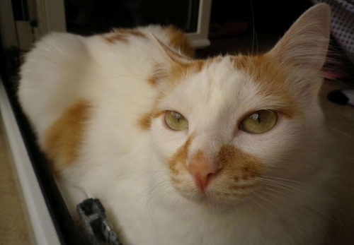 Χάθηκε γάτα, Κερατσίνι