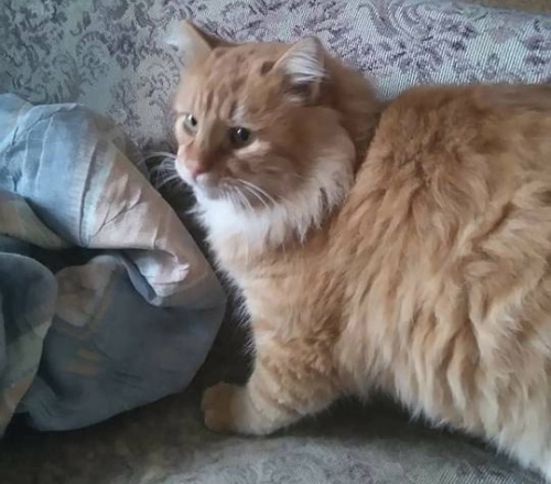 Χάθηκε γάτος, Άνω Τούμπα