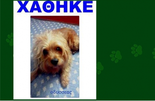 Χάθηκε μπεζ καφέ σκυλάκι, Κάτω Τούμπα