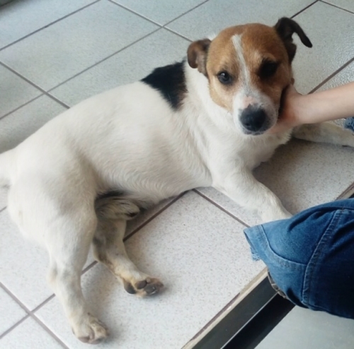 Χάθηκε αρσενικό Τζακ Ράσελ, Νέα Κηφισιά