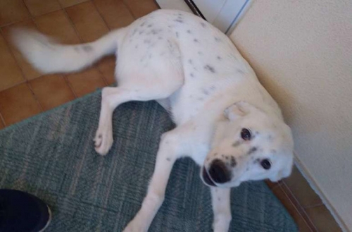 &Chi;ά&theta;&eta;&kappa;&epsilon; ά&sigma;&pi;&rho;&omicron;&sigmaf; &sigma;&kappa;ύ&lambda;&omicron;&sigmaf;, &Pi;&epsilon;&rho;&iota;&sigma;&tau;έ&rho;&iota;