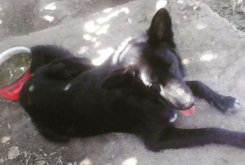 &Chi;ά&theta;&eta;&kappa;&epsilon; &Epsilon;&lambda;&lambda;&eta;&nu;&iota;&kappa;ό&sigmaf; &Pi;&omicron;&iota;&mu;&epsilon;&nu;&iota;&kappa;ό&sigmaf;, &Epsilon;&pi;&alpha;&nu;&omicron;&mu;ή