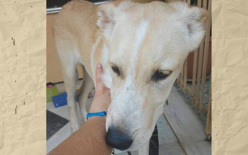 &Chi;ά&theta;&eta;&kappa;&epsilon; &theta;&eta;&lambda;&upsilon;&kappa;ό &mu;&pi;&epsilon;&zeta; &sigma;&kappa;&upsilon;&lambda;ά&kappa;&iota;, &Rho;έ&nu;&tau;&eta;&sigmaf;