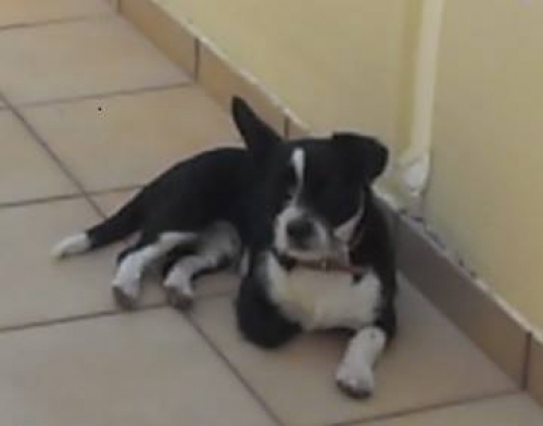 Χάθηκε ασπρόμαυρη σκυλίτσα, Γέρακας