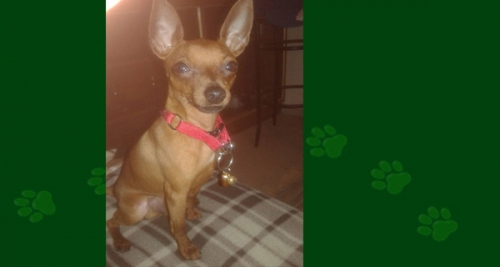 &Chi;ά&theta;&eta;&kappa;&epsilon; &mu;ί&nu;&iota; &Pi;ί&nu;&tau;&sigma;&epsilon;&rho;, &Alpha;&rho;&gamma;&upsilon;&rho;&omicron;ύ&pi;&omicron;&lambda;&eta;