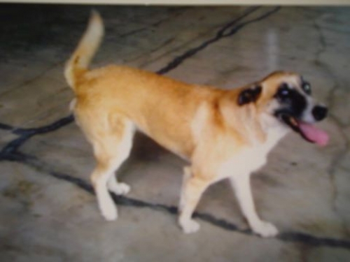 &Chi;ά&theta;&eta;&kappa;&epsilon; &Sigma;&kappa;ύ&lambda;&omicron;&sigmaf;, &theta;&eta;&lambda;&upsilon;&kappa;ό &eta;&mu;ί&alpha;&iota;&mu;&omicron;, &Nu;έ&omicron; &Phi;ά&lambda;&eta;&rho;&omicron;