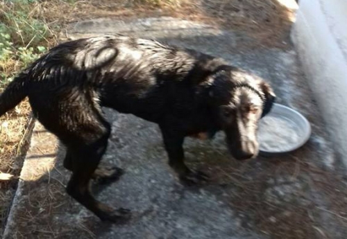 &Chi;ά&theta;&eta;&kappa;&epsilon; &mu;&alpha;ύ&rho;&omicron;&sigmaf; &sigma;&kappa;ύ&lambda;&omicron;&sigmaf;, &Beta;&alpha;&rho;&upsilon;&mu;&pi;ό&mu;&pi;&eta;