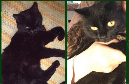 &Chi;ά&theta;&eta;&kappa;&epsilon; &Gamma;ά&tau;&alpha;, &mu;&alpha;ύ&rho;&eta; &theta;&eta;&lambda;&upsilon;&kappa;ό, &Sigma;&eta;&tau;&epsilon;ί&alpha;