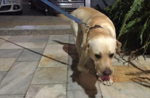 Βρέθηκε αρσενικό Λάμπραντορ, Γλυφάδα