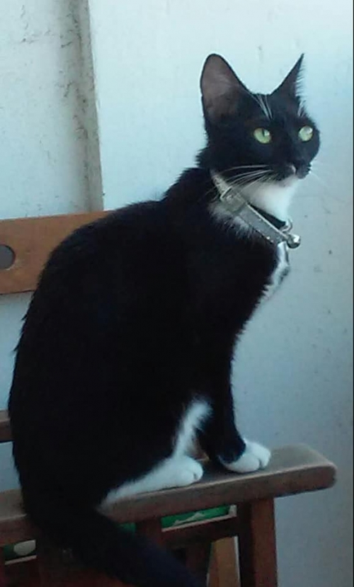 Χάθηκε η γατούλα μου στον Ταύρο Αττικής