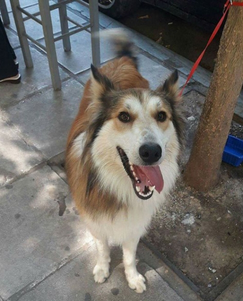 Βρέθηκε άσπρος - καφέ σκύλος, Θεσ/νίκη