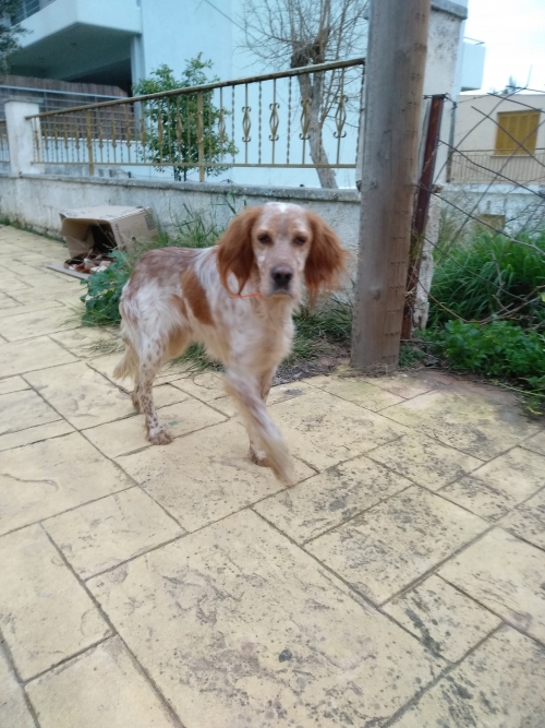 Βρέθηκε setter