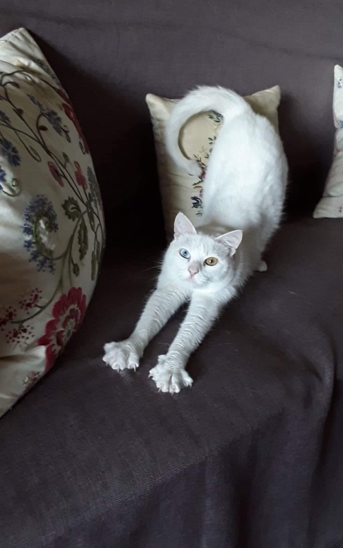 Χάθηκε ολόλευκη γατούλα 2 ετών στη Χαλκίδα-Κουρέντι