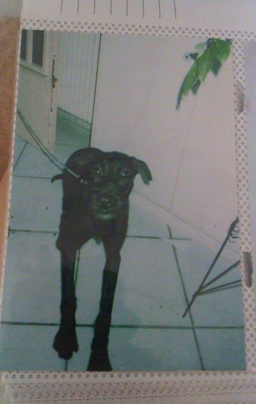 Χάθηκε σκυλίτσα πριν πολλά χρόνια