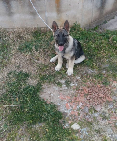 ΧΆΘΗΚΕ ΘΗΛΥΚΌ ΛΥΚΌΣΚΥΛΟ, ΕΠΑΝΟΜΉ