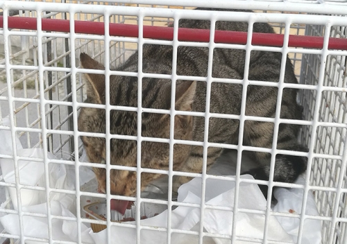 Βρέθηκε τυφλός γάτος, Γέρακας