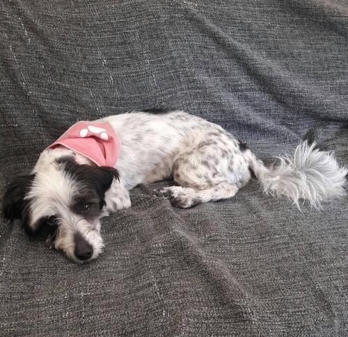 Βρεθηκε σκυλιτσα στο Πανοραμα Θεσσαλονικης