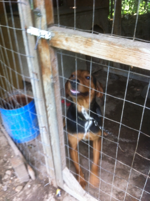 Χάθηκε Λαγόσκυλο Δουμπιά Χαλκιδικής