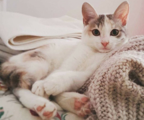 &Chi;ά&theta;&eta;&kappa;&epsilon; &gamma;ά&tau;&alpha;, &Pi;&epsilon;&tau;&rho;&omicron;ύ&pi;&omicron;&lambda;&eta;