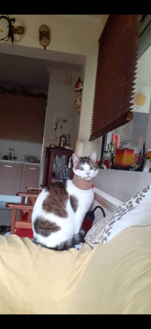 ΧΑΘΗΚΕ ΓΑΤΑΚΙ (ΡΕΤΖΙΚΙ-ΘΕΣΣΑΛΟΝΙΚΗΣ)