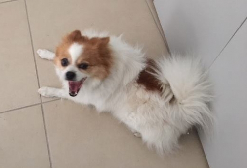 Βρέθηκε σκύλος, Πετρούπολη