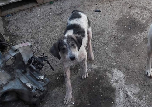 Χάθηκε ασπρόμαυρος σκύλος, Χαλκίδα