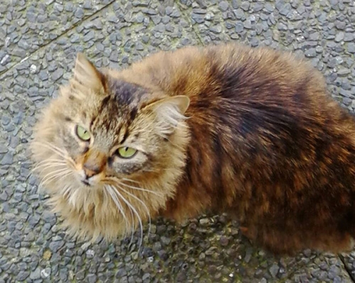 Χάθηκε καφέ γάτα στη Λήμνο