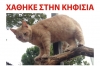 &Chi;ά&theta;&eta;&kappa;&epsilon; &Gamma;ά&tau;&omicron;&sigmaf; &pi;&omicron;&rho;&tau;&omicron;&kappa;&alpha;&lambda;ί, &Kappa;&eta;&phi;&iota;&sigma;&iota;ά