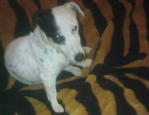 &Chi;ά&theta;&eta;&kappa;&epsilon; &sigma;&kappa;ύ&lambda;&omicron;&sigmaf;, &Pi;έ&tau;&alpha; &Kappa;&omicron;&upsilon;&beta;&alpha;&rho;ά&sigmaf;