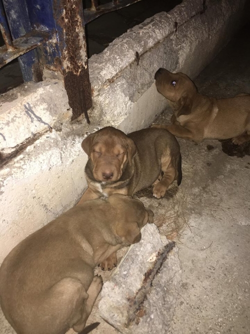 &Chi;ά&theta;&eta;&kappa;&alpha;&nu; 3 &alpha;&rho;&sigma;&epsilon;&nu;&iota;&kappa;ά &Sigma;&alpha;&rho; &Pi;έ&iota;, &Lambda;&alpha;ύ&rho;&iota;&omicron;