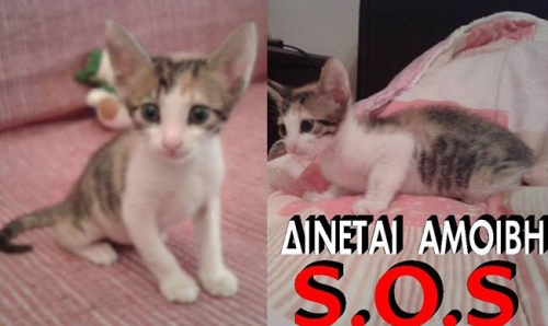 &Chi;ά&theta;&eta;&kappa;&epsilon; &theta;&eta;&lambda;&upsilon;&kappa;ό &gamma;&alpha;&tau;ά&kappa;&iota;, &Lambda;&alpha;&gamma;&omicron;&nu;ή&sigma;&iota;