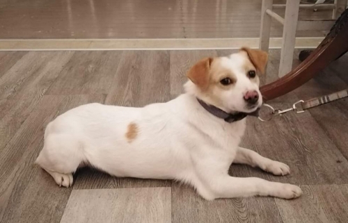 Βρέθηκε λευκός σκύλος, Μαρούσι