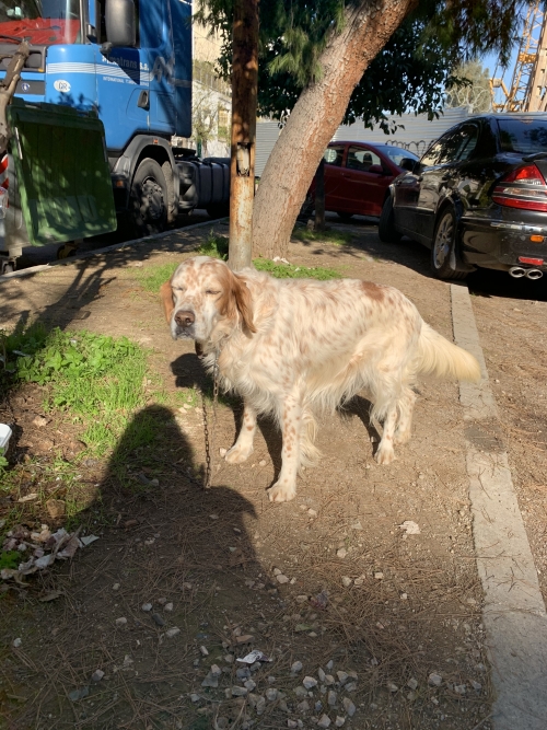 Βρέθηκε σκύλος- Σεπόλια