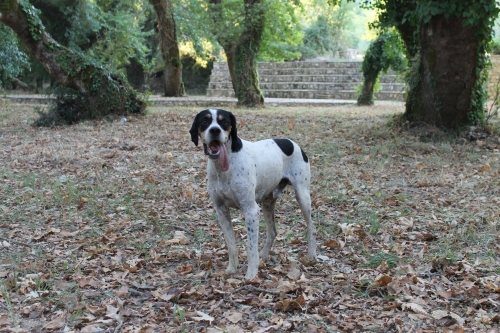 Χάθηκε άσπρο μαύρο σκυλάκι, Καισαριανή