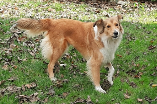 Χάθηκε ημίαιμο Κόλευ, Άνω Κηφισιά