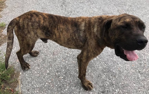 Βρέθηκε σκύλος Πρέσσα Κανάριο, Λαγκαδάς