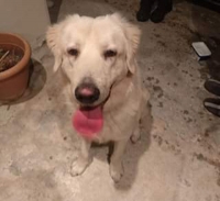 &Delta;ί&alpha;&sigmaf;