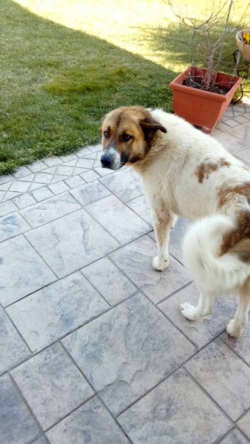 Χαθηκε σκυλος Μελισσοχωρι Θεσσαλονικης