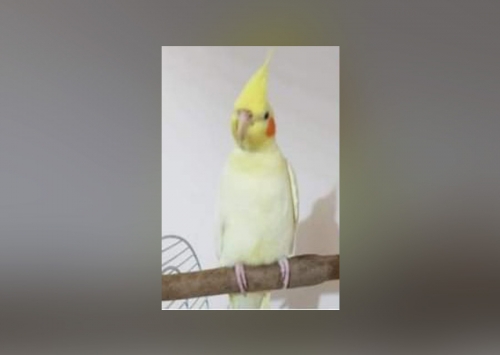 Χάθηκε παπαγάλος Κοκατίελ, Νεκταρίου