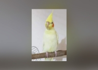 Χάθηκε παπαγάλος Κοκατίελ, Νεκταρίου