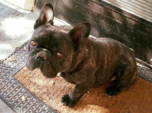 &Chi;ά&theta;&eta;&kappa;&epsilon; / &kappa;&lambda;ά&pi;&eta;&kappa;&epsilon; &Gamma;&alpha;&lambda;&lambda;&iota;&kappa;ό &Mu;&pi;&omicron;&upsilon;&lambda;&nu;&tau;ό&gamma;&kappa;, &Sigma;&alpha;&nu;&tau;&omicron;&rho;ί&nu;&eta;