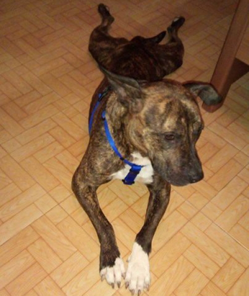 &Chi;ά&theta;&eta;&kappa;&epsilon; &kappa;&alpha;&phi;έ - &mu;&alpha;ύ&rho;&omicron;&sigmaf; &sigma;&kappa;ύ&lambda;&omicron;&sigmaf;, &Alpha;&mu;&pi;&epsilon;&lambda;ό&kappa;&eta;&pi;&omicron;&iota;