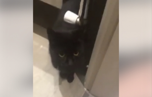 Βρέθηκε μαύρο γατάκι, Αγ. Δημήτριος